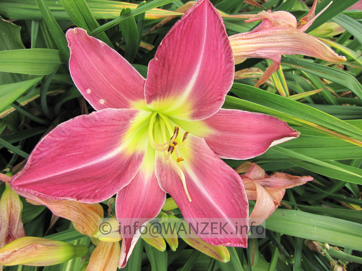 Hemerocallis French Porcelain 4.JPG